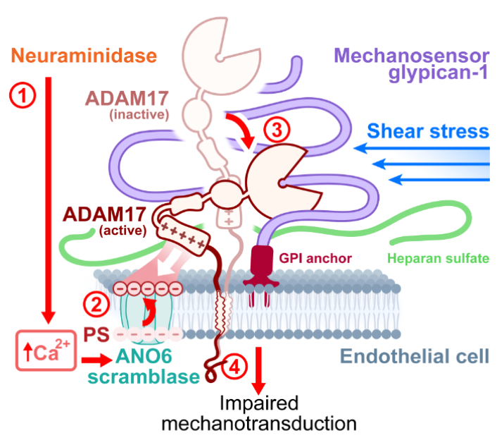 AJP-Cell Physiology tweet media