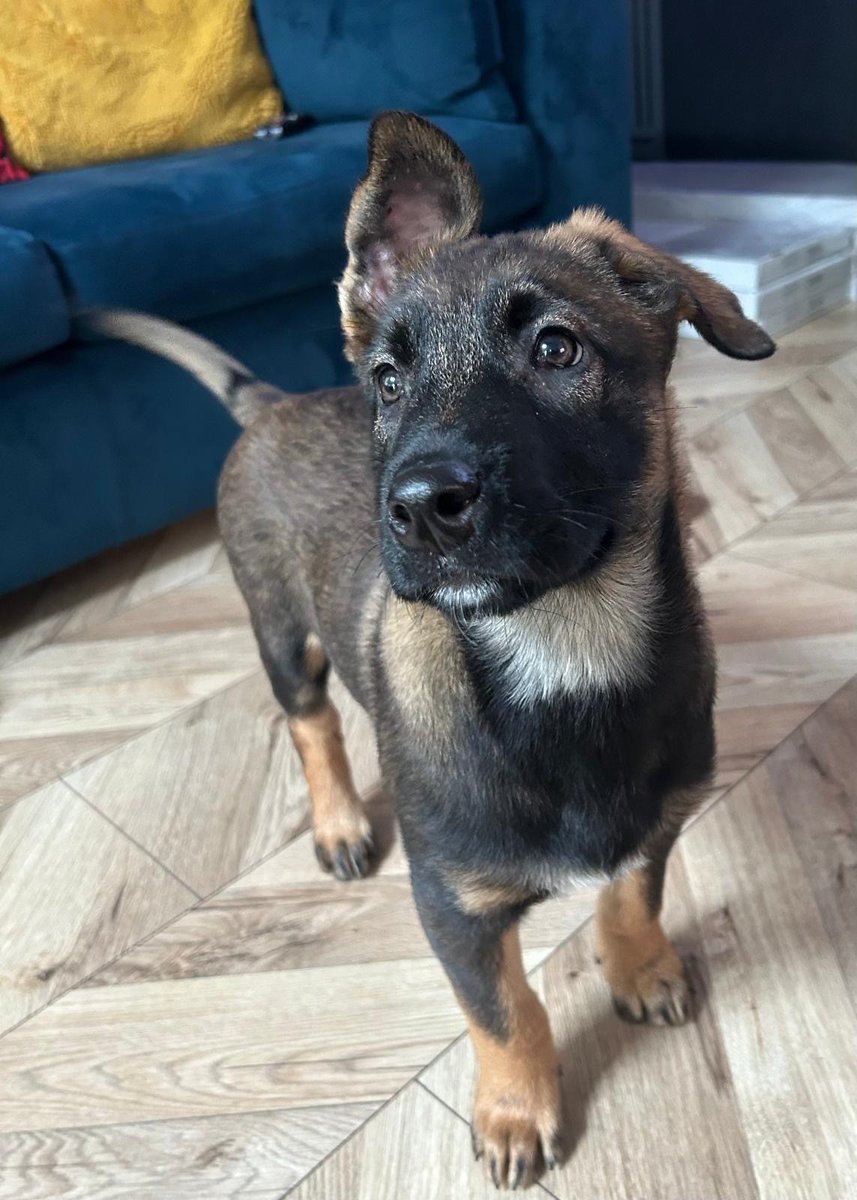 Mersey Police Dogs tweet media