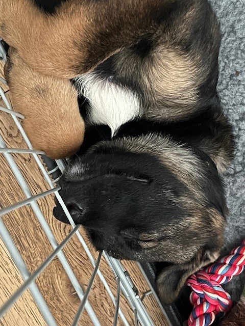 Mersey Police Dogs tweet media