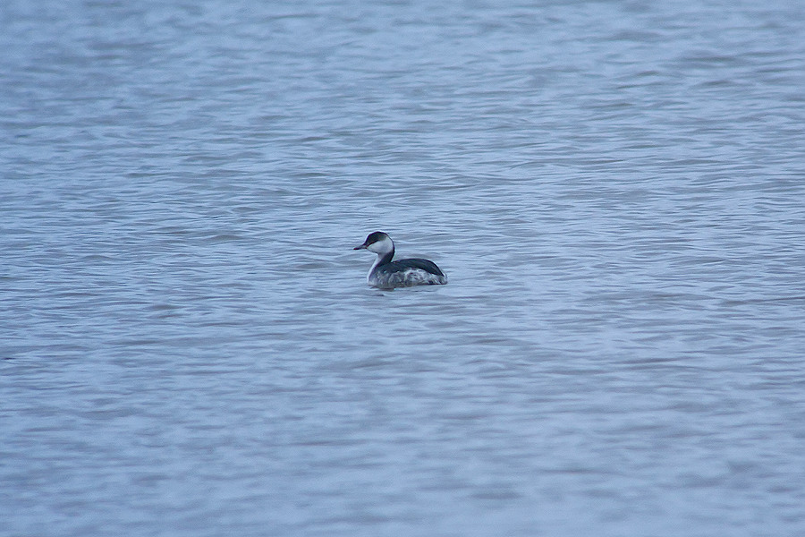 Craig Shaw tweet media