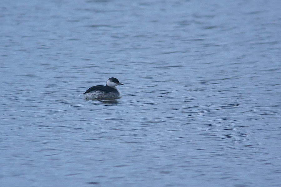 Craig Shaw tweet media