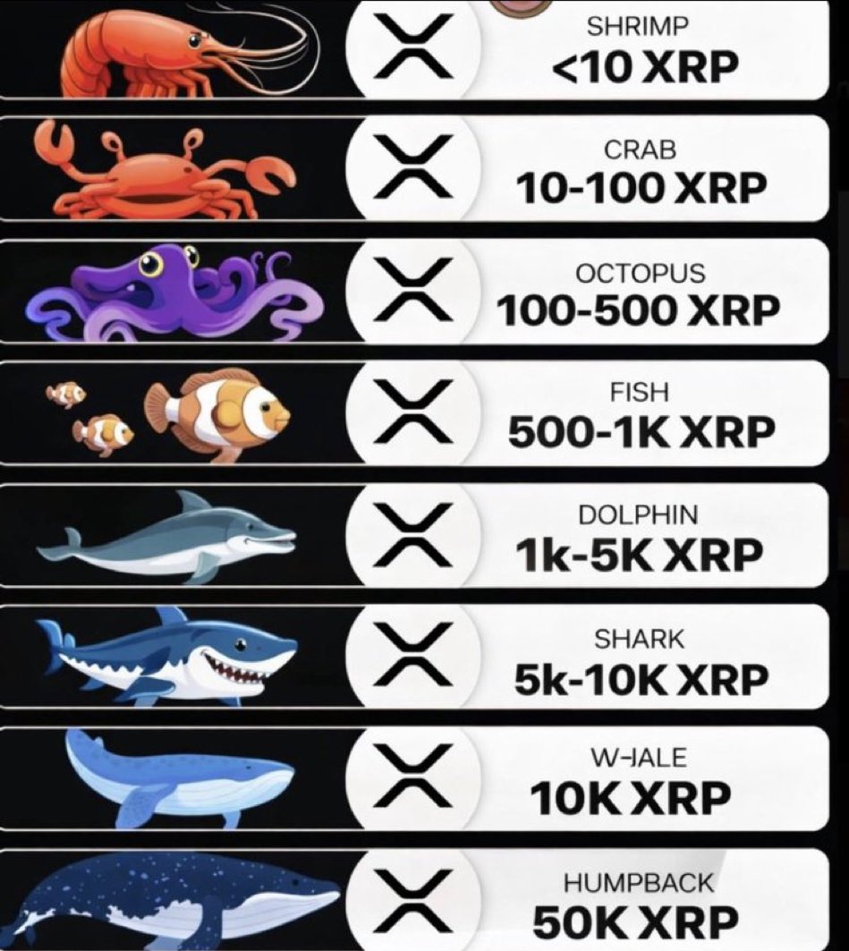 Jack XRParrow 🏴‍☠️ 🇵🇹 tweet media