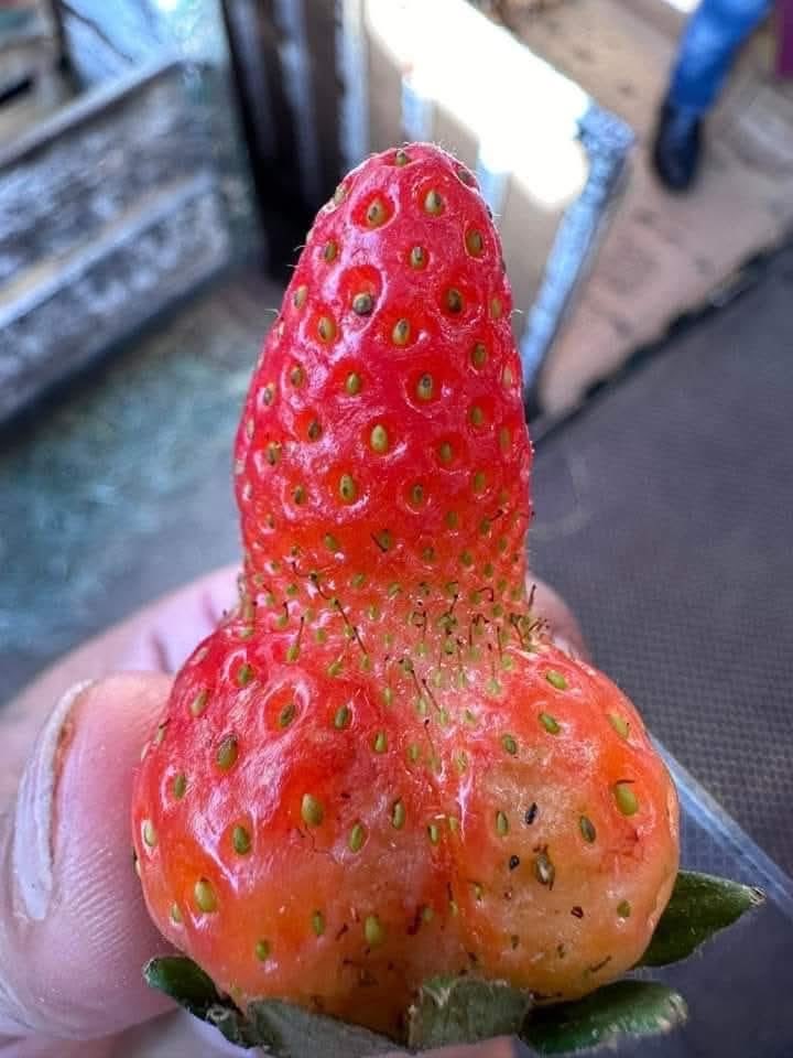 Frutilla para Noboa.