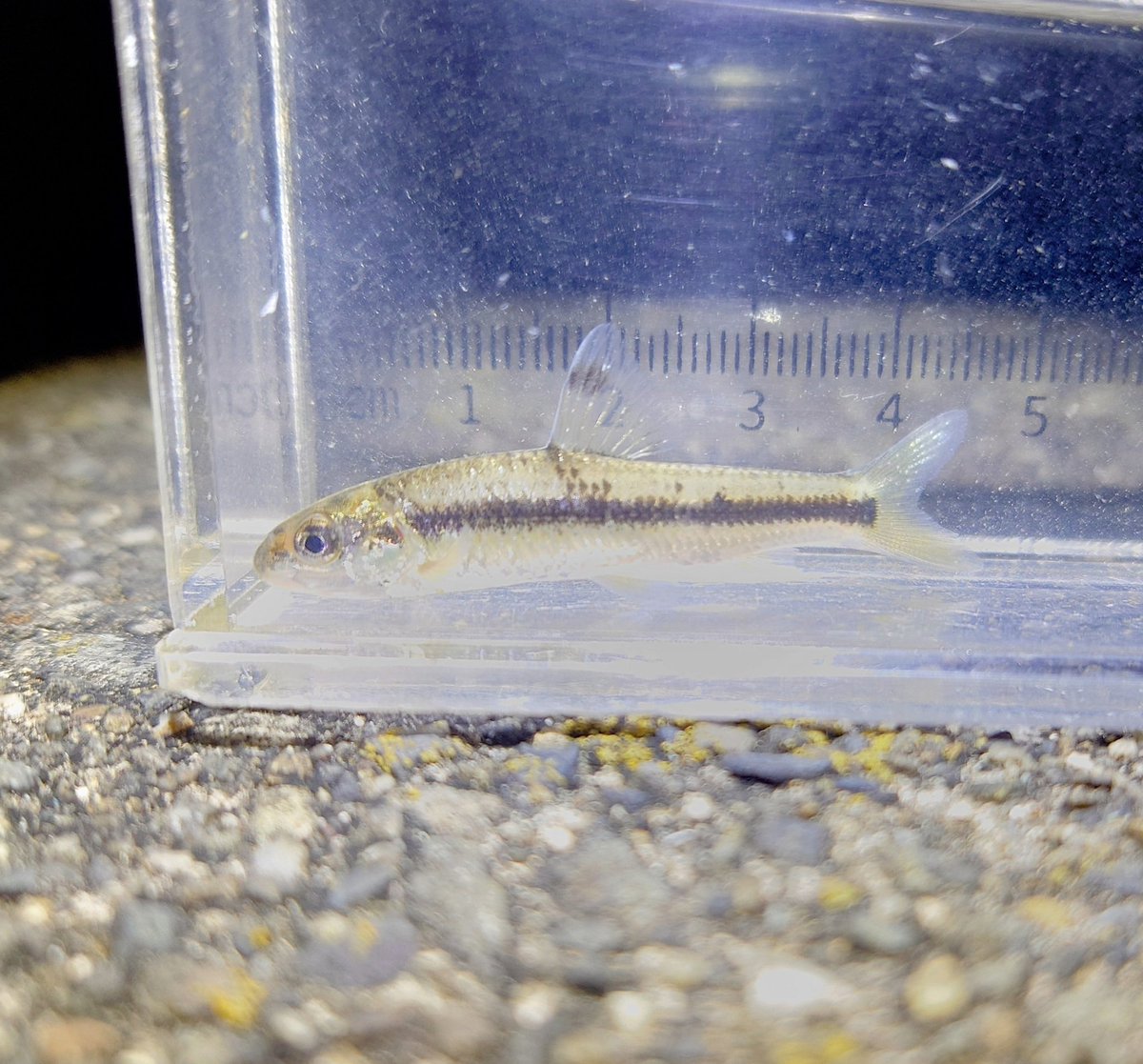 久々の夜ガサで投稿を忘れたためガサわずとなります…。