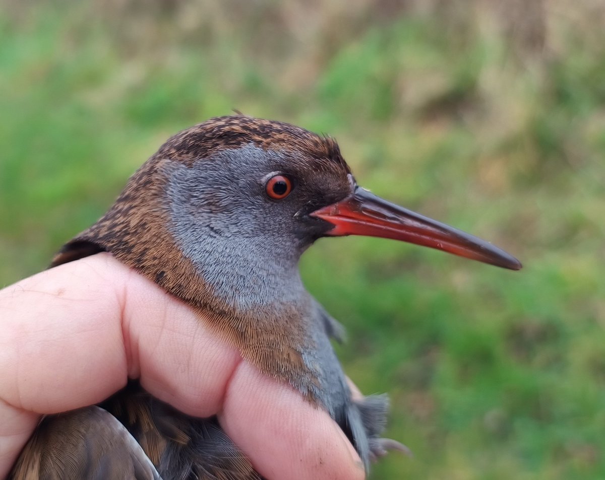 Alan Ball tweet media