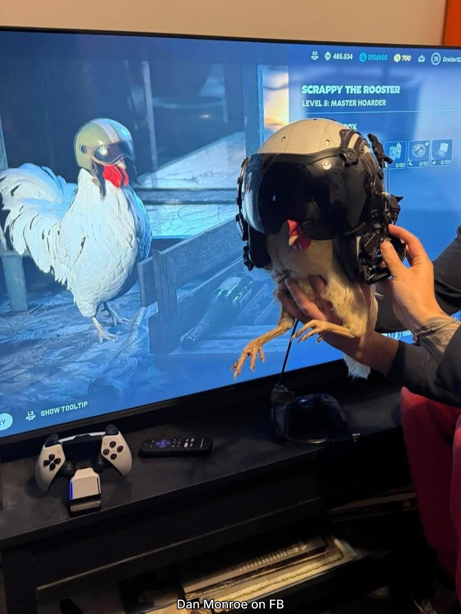 TheRooster's tweet image. 