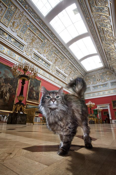 eaznkmo's tweet photo. Speaking of the Hermitage, here's a little cute fact 😸 Cats have been part of the museum’s daily life in Saint Petersburg for centuries. It started in the 1740s when Empress Elizabeth brought them in to hunt rats and protect the treasures, and the tradition just stuck. https://t.co/EGl1NHlCxR