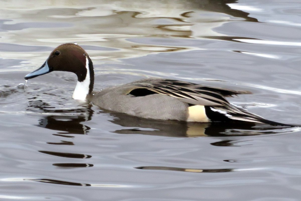 Steve Tandy tweet media