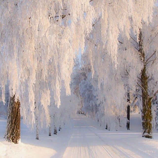 Like a winterdream❄️❄️❄️❄️🇧🇻
Best evening wishes to you all here