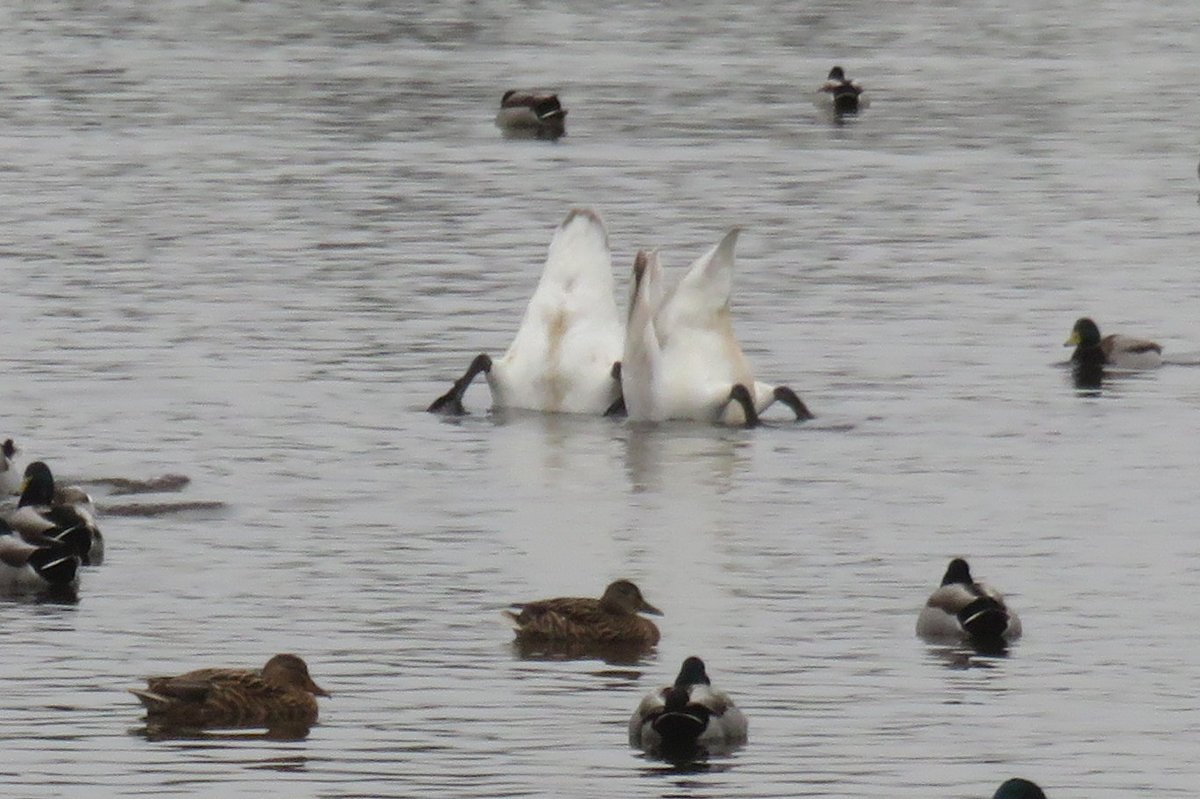 Steve Tandy tweet media