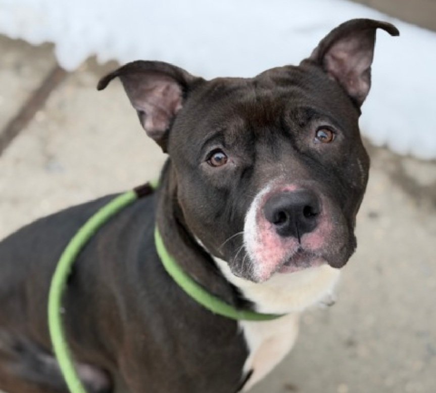 MorgFairsdogs's tweet photo. Paladin 245527
Kill Command 
#NYCACC #RescueOnly 
He is a cute 3 yr old
Initially fearful,  has warmed up to some handlers
Has CIRDC 🚑
Easily aroused
Needs all adult home 
Save Paladin!
#Pledge4Rescue #foster #adopt https://t.co/XVVS3mSHc1