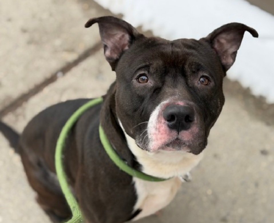 MorgFairsdogs's tweet photo. Paladin 245527
Kill Command 
#NYCACC #RescueOnly 
He is a cute 3 yr old
Initially fearful,  has warmed up to some handlers
Has CIRDC 🚑
Easily aroused
Needs all adult home 
Save Paladin!
#Pledge4Rescue #foster #adopt https://t.co/XVVS3mSHc1