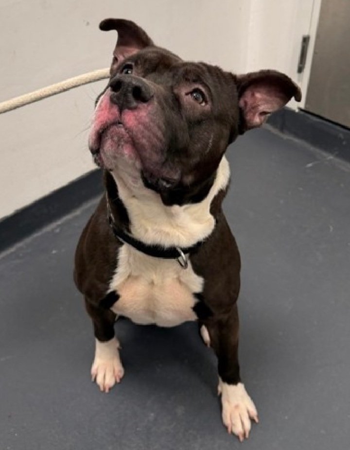 MorgFairsdogs's tweet photo. Paladin 245527
Kill Command 
#NYCACC #RescueOnly 
He is a cute 3 yr old
Initially fearful,  has warmed up to some handlers
Has CIRDC 🚑
Easily aroused
Needs all adult home 
Save Paladin!
#Pledge4Rescue #foster #adopt https://t.co/XVVS3mSHc1