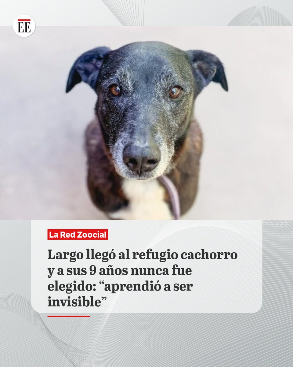 elespectador's tweet photo. #EE | Largo es un perrito criollo que llegó al Refugio Soplo de Vida cuando era apenas un cachorro abandonado.
https://t.co/lZybmIgssH👇🔗 https://t.co/Ybxdmmgv4v