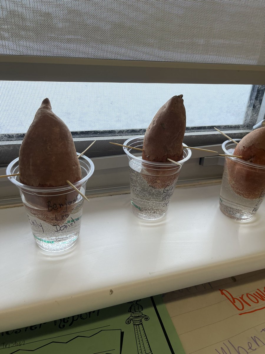 Tanya Balthazaar tweet media