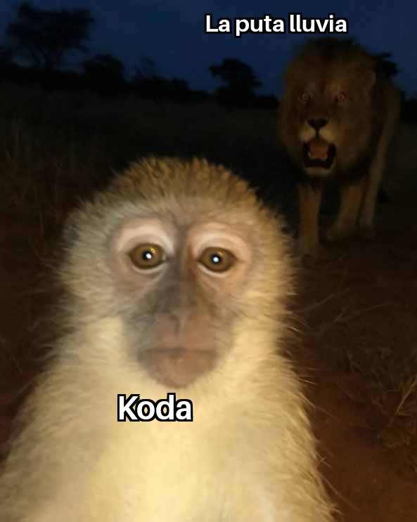 Koda tweet media