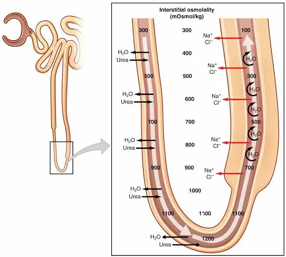 ✨neuron divergent EKG slayer MD✨ tweet media