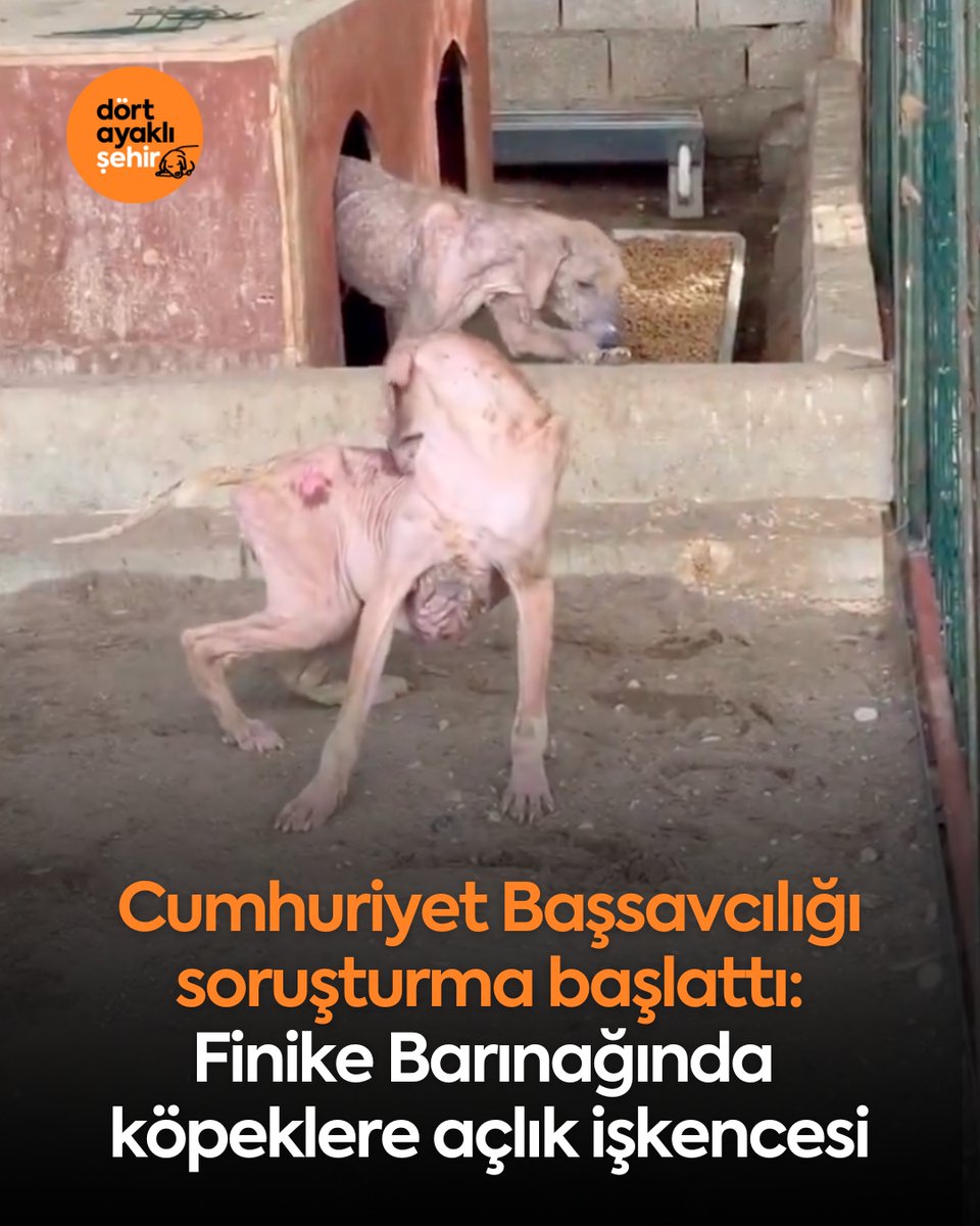 Finike Cumhuriyet Başsavcılığı, belediye barınağında hayvanların açlıktan ölmek üzere olduğunu ortaya koyan görüntüler üzerine soruşturma başlattı!

#Antalya’nın #Finike ilçesinde belediyeye ait hayvan barınağını ziyaret eden gönüllülerin paylaştığı görüntülerde, bazı köpeklerin