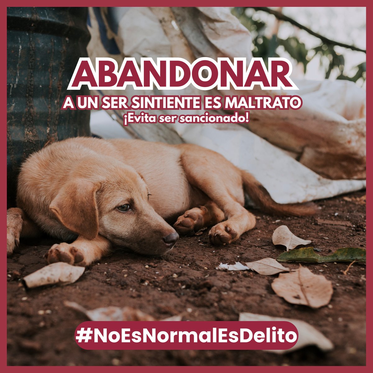 CEPANAF's tweet photo. Abandonar no es un descuido. Es maltrato.
Un #SerSintiente siente miedo, dolor y abandono.
Desde #CEPANAF trabajamos para proteger a quienes no pueden defenderse y recordar que abandonar #NoEsNormalEsDelito.
Denunciar también es cuidar. 🐾💚 https://t.co/2LjiojMqTm