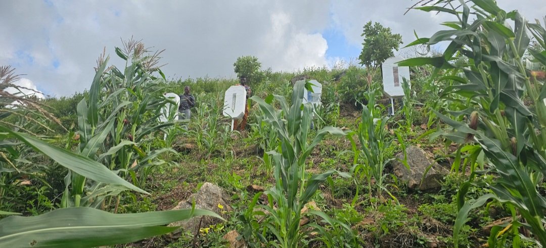 Kazibwe Bashir Mbaziira tweet media