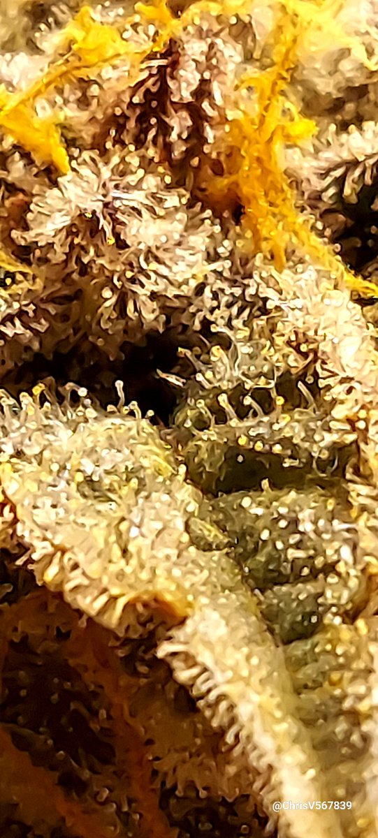 ChrisV567839's tweet photo. Closeups of babycakes 72 days, its time, maybe tomorrow or next day! https://t.co/da1cpWL54a
