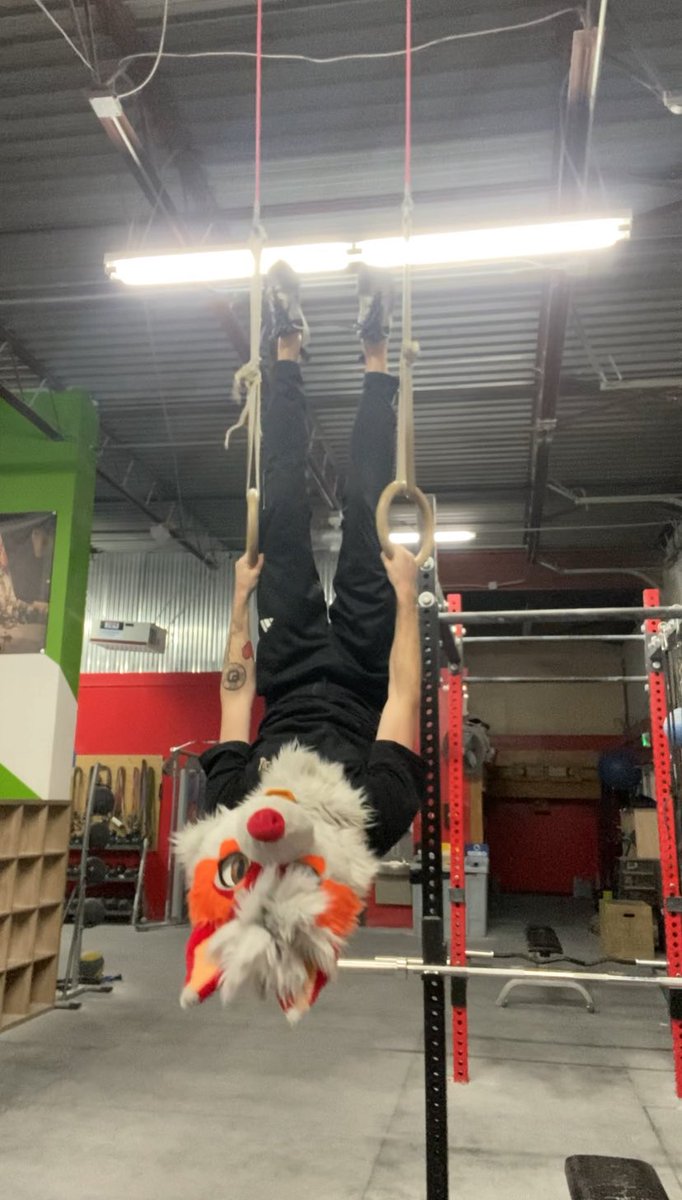 Fluffy Husky tweet media