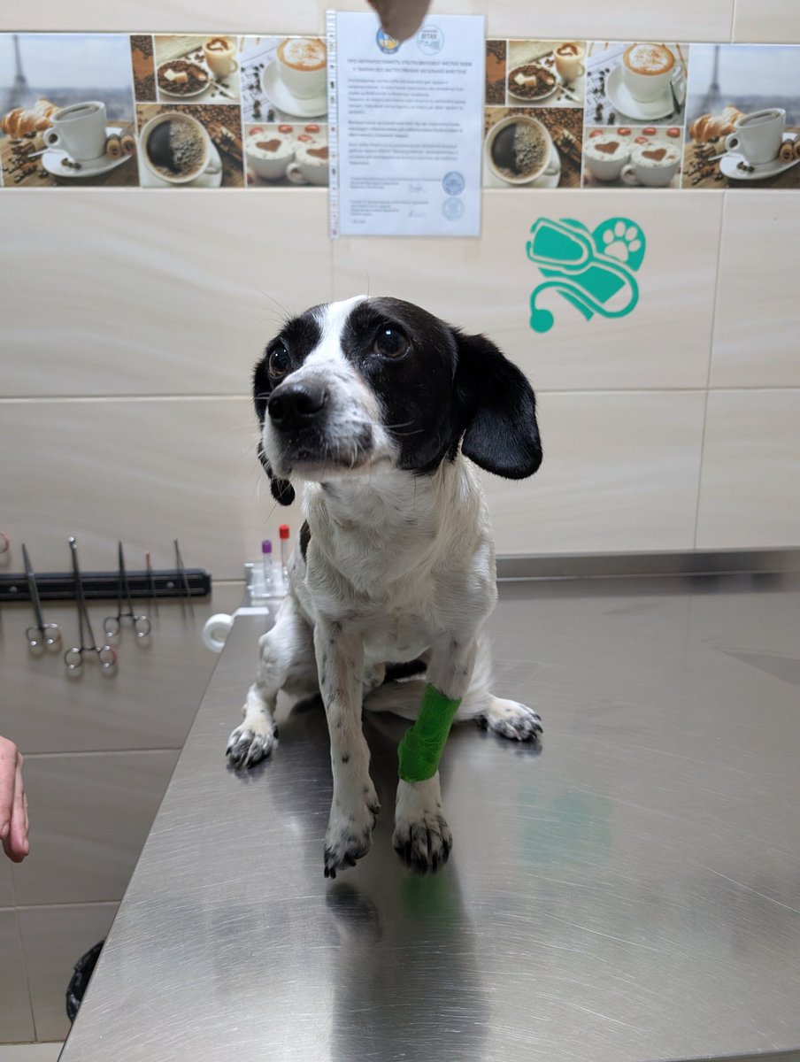 Сьогодні була у нього в гостях. Він прекрасний. Давайте знайдемо малому дім. 

Осьо тут ще можна на банку закинуть: send.monobank.ua/jar/ACmuHNyNxx