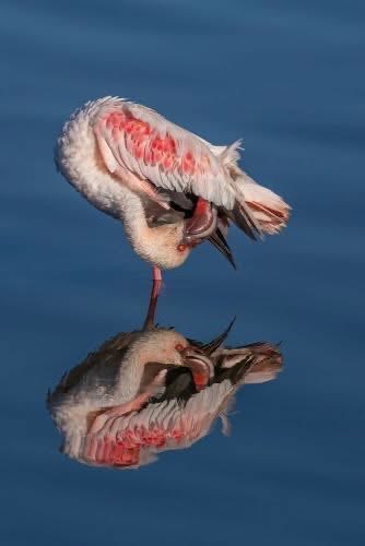 This beautiful lesser flamingo is Highly Commended in the SINWP Bird Photographer of the Year 2025 in aid of RSPB competition. Click the link for more. Photo by B. Holland. 

sinwp.com/Bird25/hc.htm