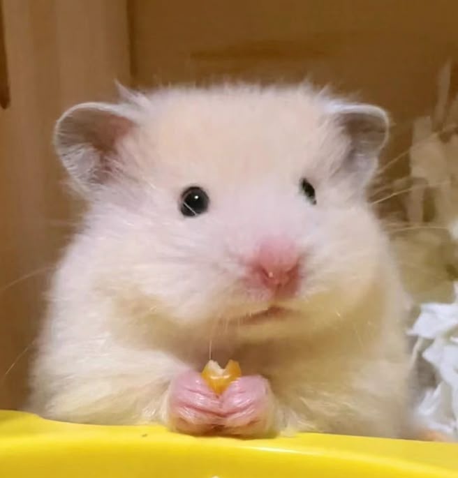 Em🔪 (@svveetcheeks) on Twitter photo 