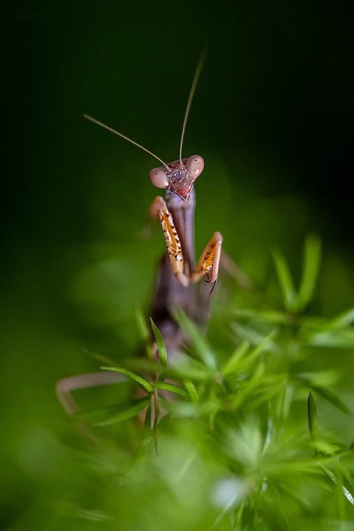 Francisco Romero I WildLife Photographer tweet media