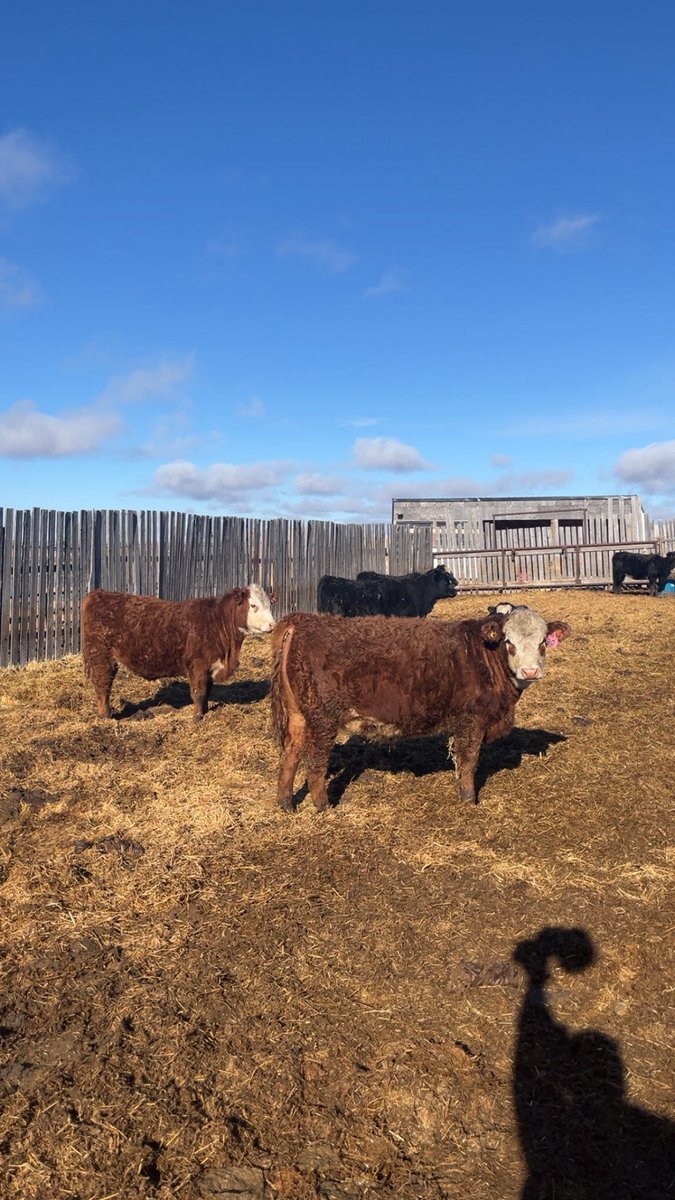 Christopher Noll tweet media