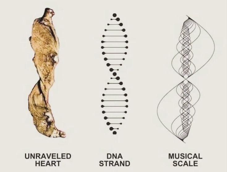 mtperformancedk's tweet photo. Your heart is not a pump

It’s a vortex with a gigantic magnetic field driven by flow and propelled by negatively charged EZ water within your body.

Ever wondered why you can sense someone’s vibe without being in close proximity to them?

This is why.

Heres the truth about your heart: