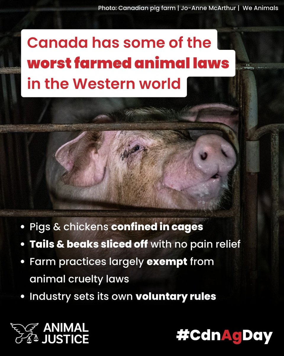 Animal Justice tweet media