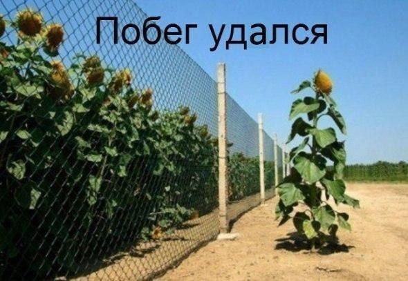 Можно просто Марк tweet media