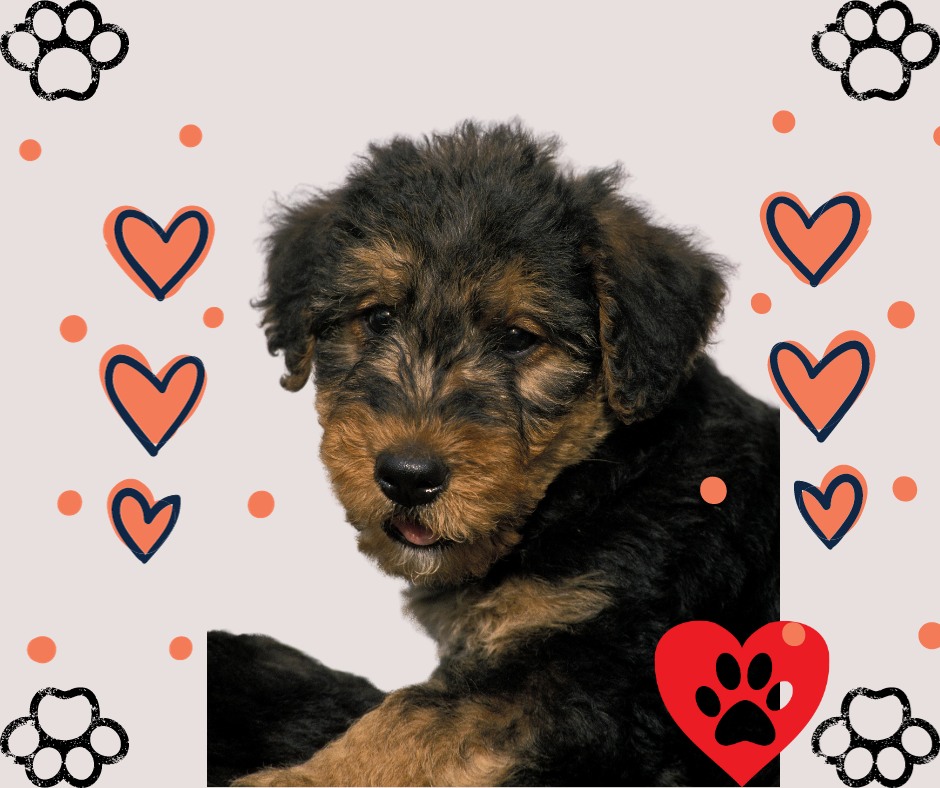 Mascotas Cachorros perros gatos Colombia club tweet media