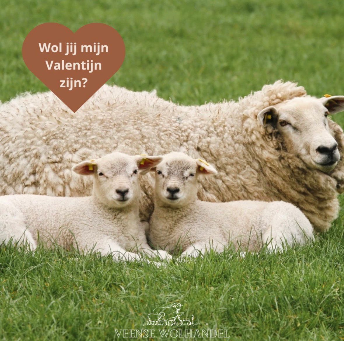 Veensewolhandel tweet media