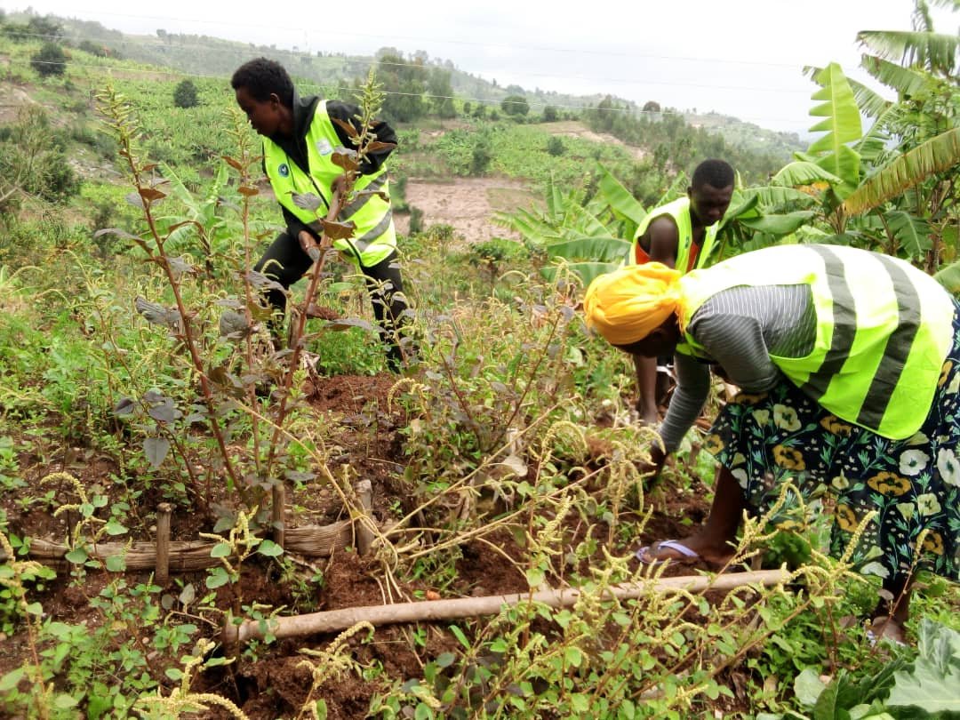 Uyu munsi urubyiruko rw'abakorerabushake ba <a href="/RwandaYouthVol1/">Rwanda Youth Volunteers</a>  bo mu karere Ka <a href="/RuhangoDistrict/">Ruhango District</a> Bakoze ibi bikorwa
✅ Umuganda wo kubagara umurima w'igikoni w'umuturage utishoboye utuye mu kagali Ka Rukina
✅twaganiriye n'umuryango tunabigisha uko bategura indyo yuzuye