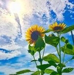 shadowstone1's tweet image. 歌でする 🥳