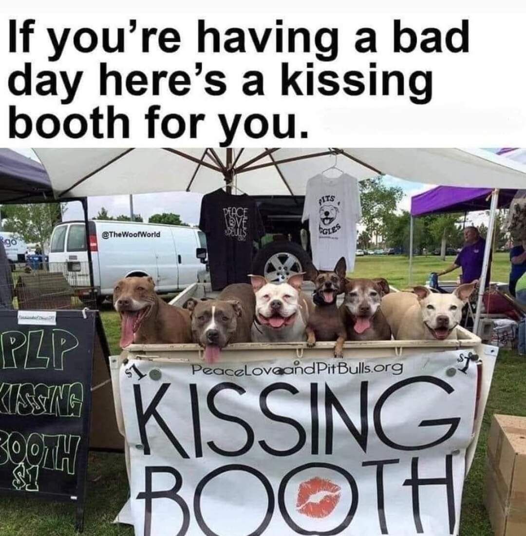 𝕏 Dogs (@_xdogs) on Twitter photo 