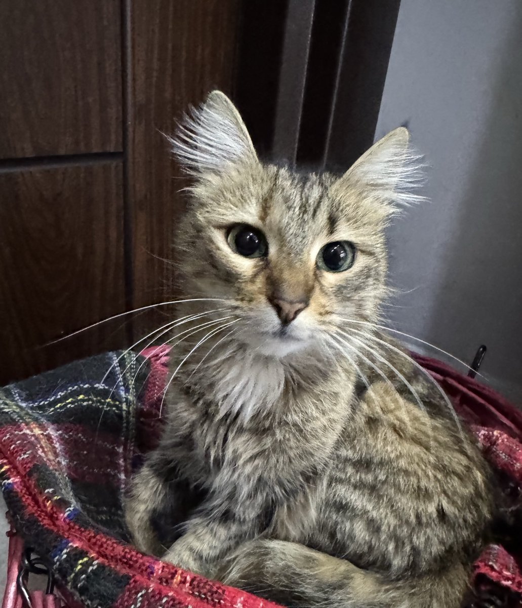 Apartmanda bana minder veren kişiyi mahkemeyle tehdit ediyorlar. Gitmemi istiyorlar. Tüylü kulaklarım ve kocaman gözlerimle size aşkla bakmamı ister misiniz? Bana yuvan var mı İstanbul?