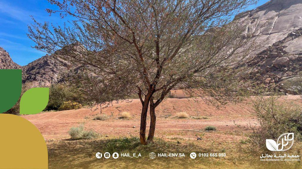 جمعية البيئة بحائل tweet media