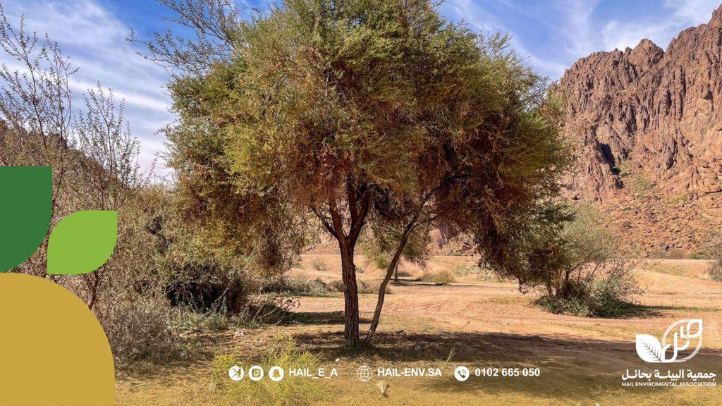 جمعية البيئة بحائل tweet media