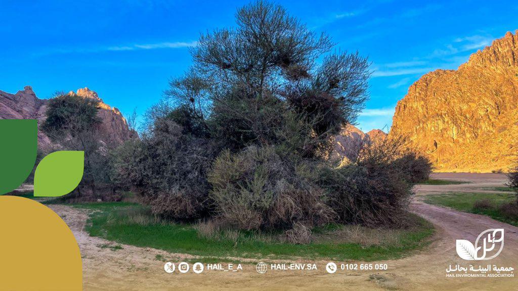 جمعية البيئة بحائل tweet media