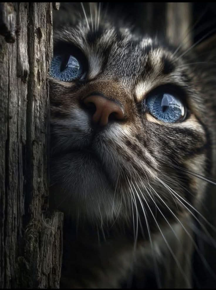 Alice 🌸🍃🌸 (@alice3101162123) on Twitter photo 