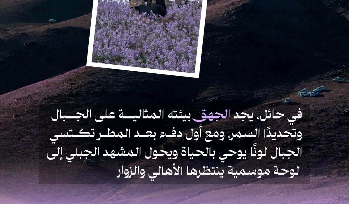 Amanat_Hail's tweet photo. • #قصة_حائلية
• البنفسح على الجبال السمر

الجهق أو الجرير البري🪻ينبت على جبال حائل 🌄
مع أول دفء بعد هطول الأمطار 🌧️
وكأنه يبتهج بالمط�� 🤩

📸 | #حائل_الأجمل • #أمانة_منطقة_حائل https://t.co/TYyBGjNFED
