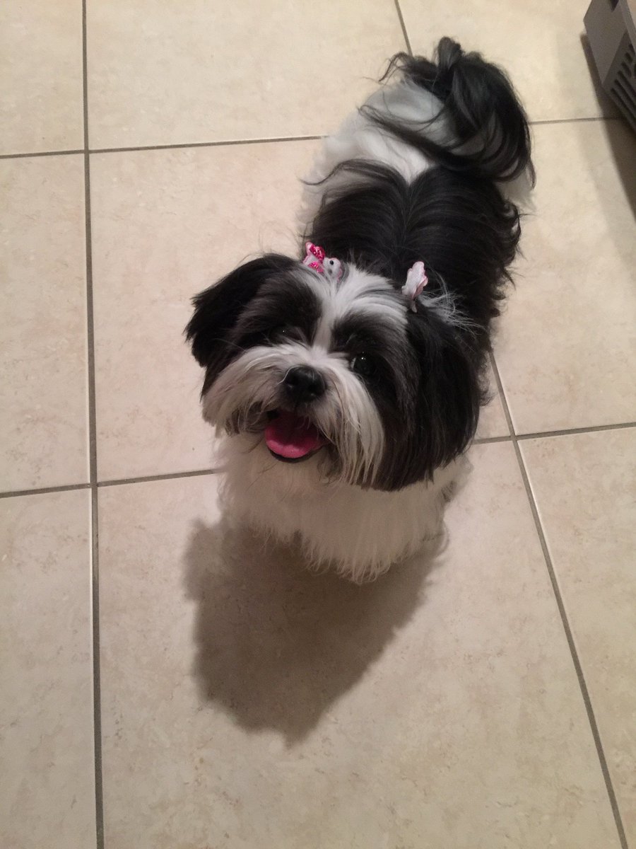 LisaToddSutton 💙🌻 tweet media