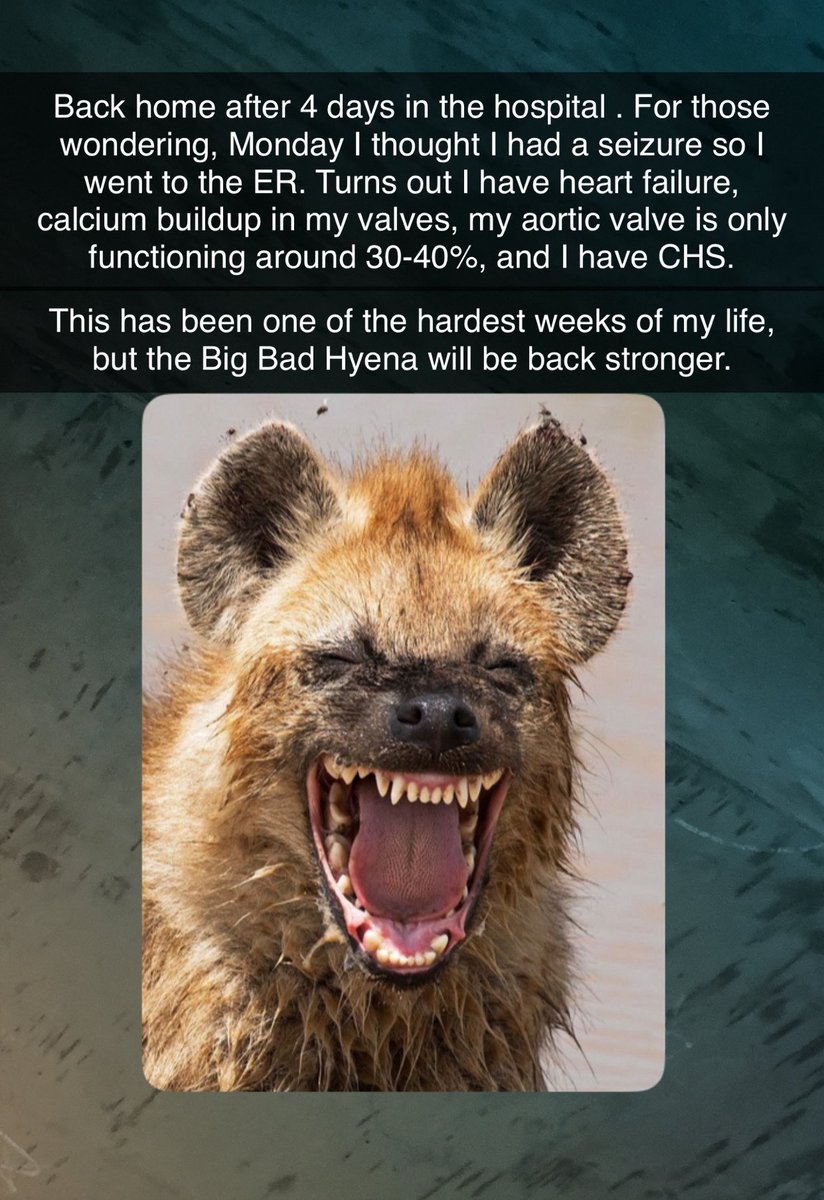 Master Bandit 🐾 tweet media