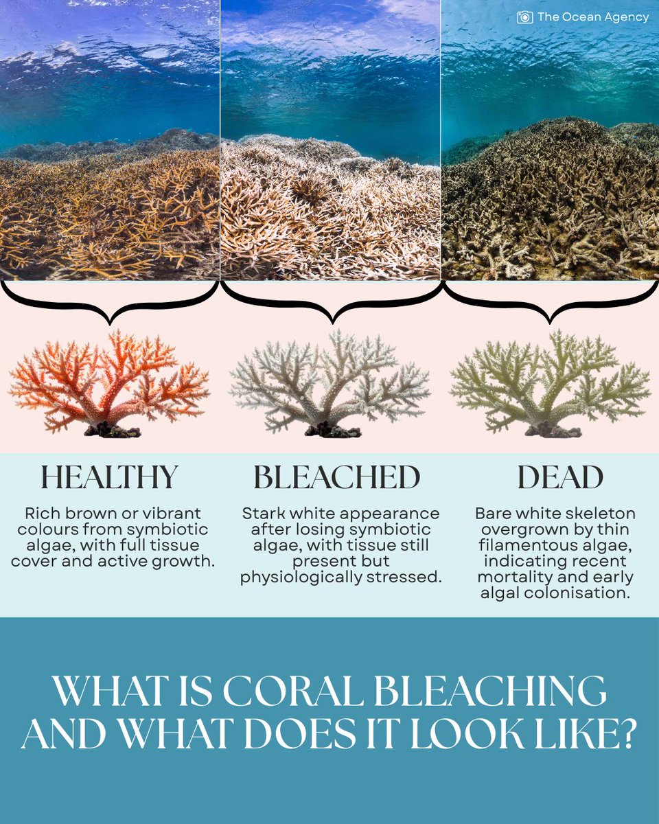 International Coral Reef Society tweet media