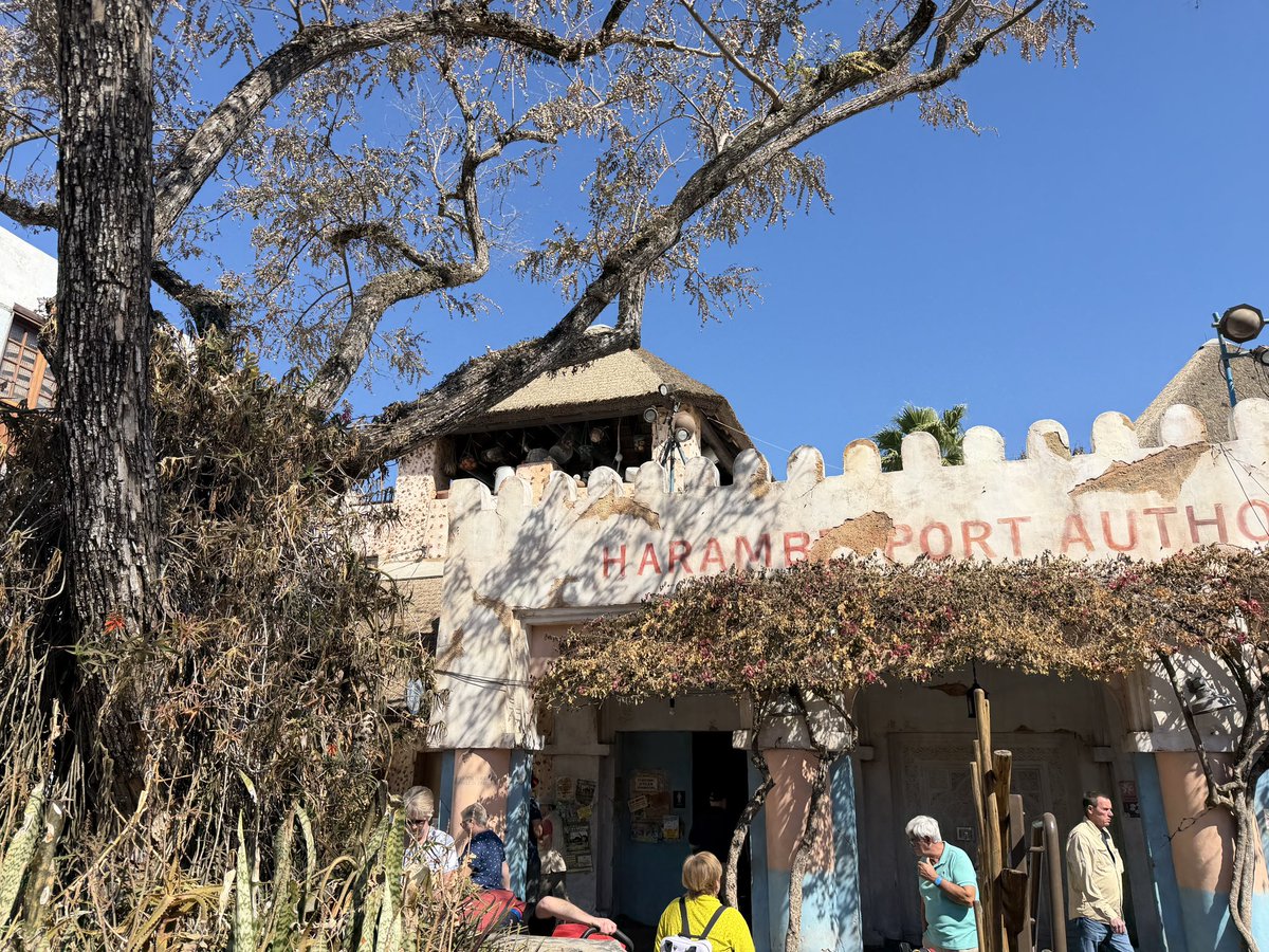 When Orlando froze a week or two ago, Animal Kingdom got hit pretty hard. This is a park that relies heavily on landscaping so it’s very interesting to see it in this state. The winter is already interesting here, but this is something completely different.