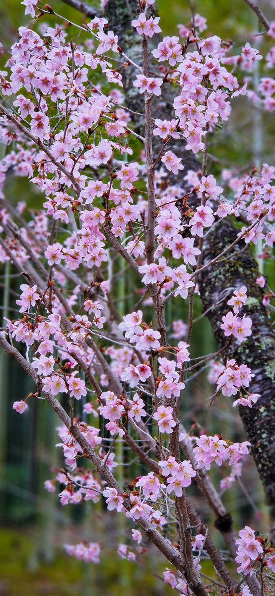 Dreaming of Spring... 🌸🌸🌸